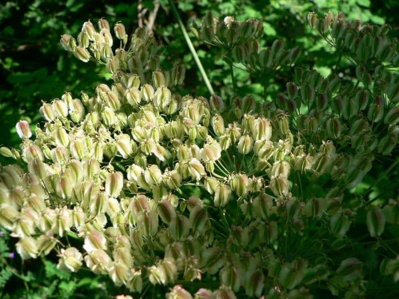 Thapsia Nestlerova 3