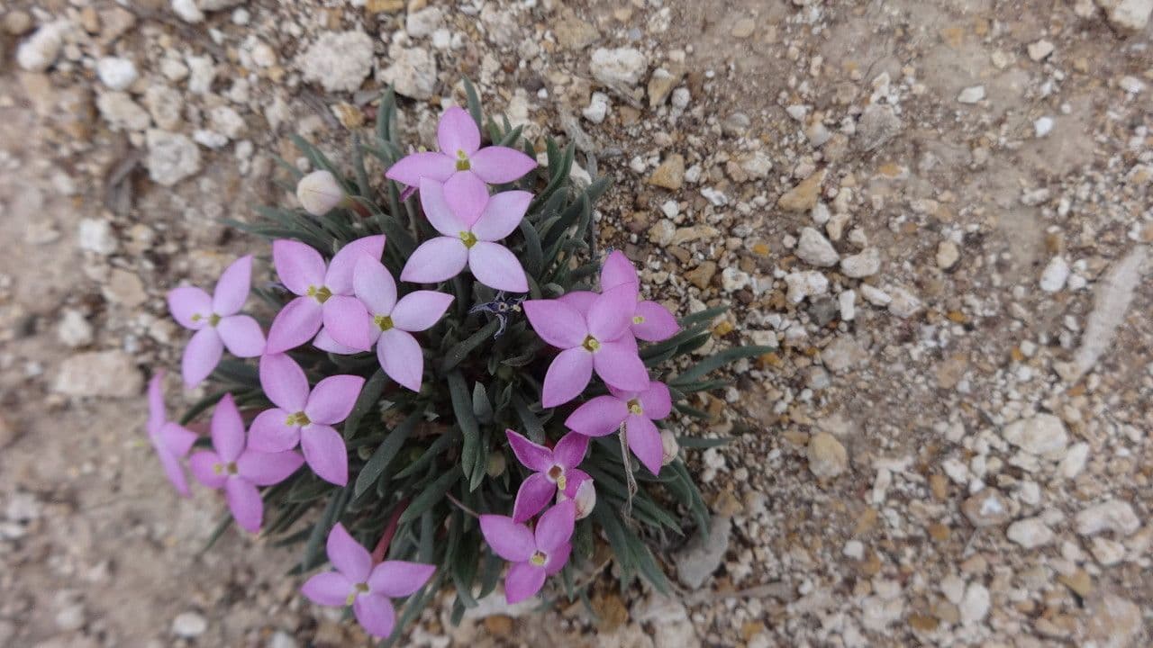Houstonia rossa 11