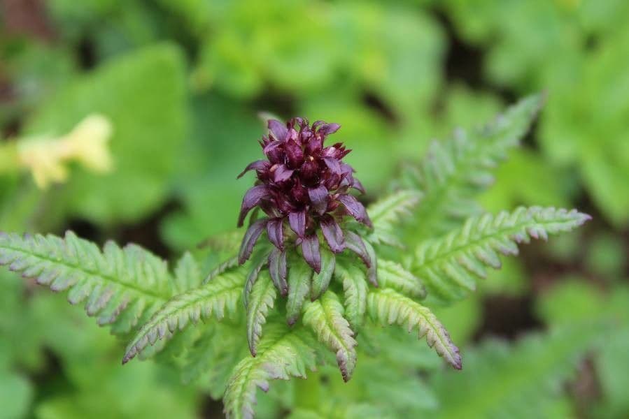 Pedicularis senza becco 10