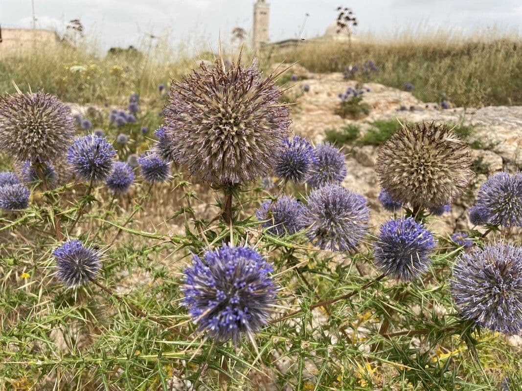 Echinops spinosissimus 7