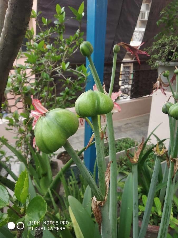 Amaryllis regina 4