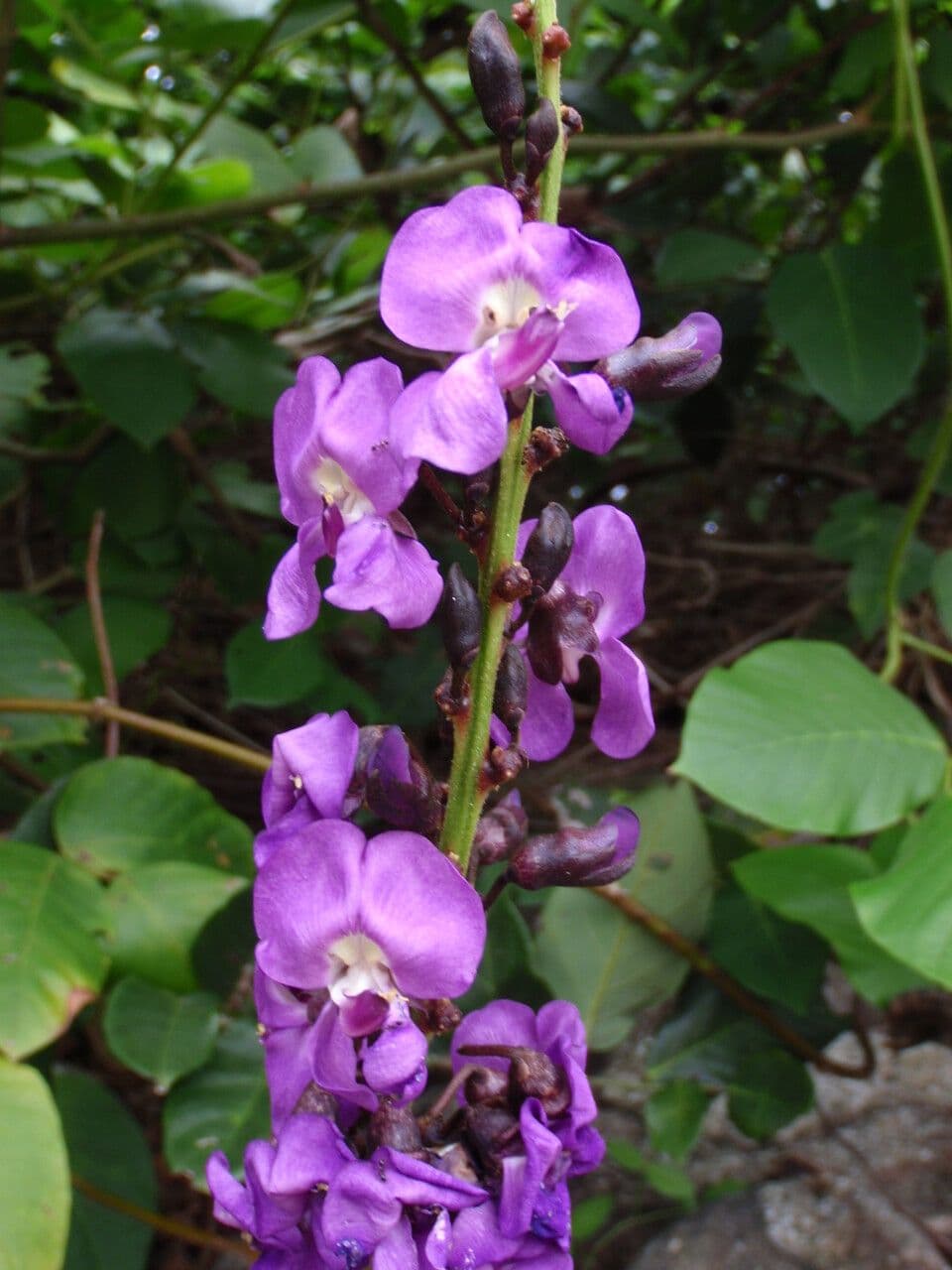 Leptospron adenanthum 2