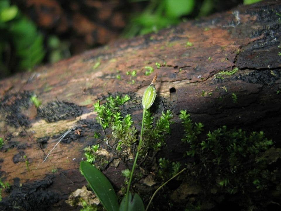 Specklinia 14