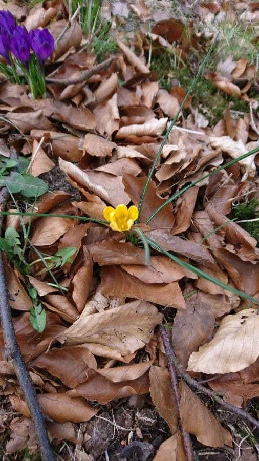 Goldkrokus 18