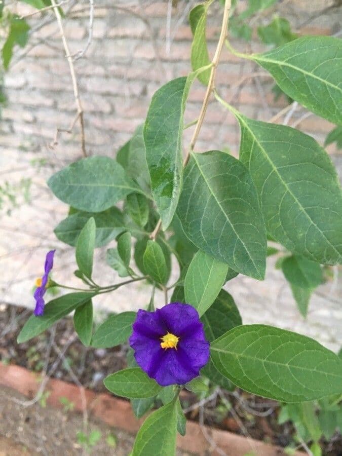 Solano laciniato 16