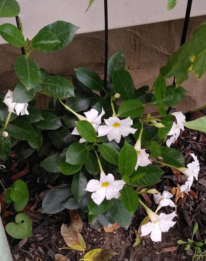 Mandevilla 3