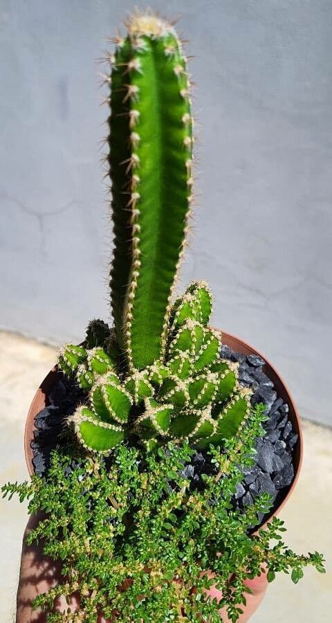 Cactus 8