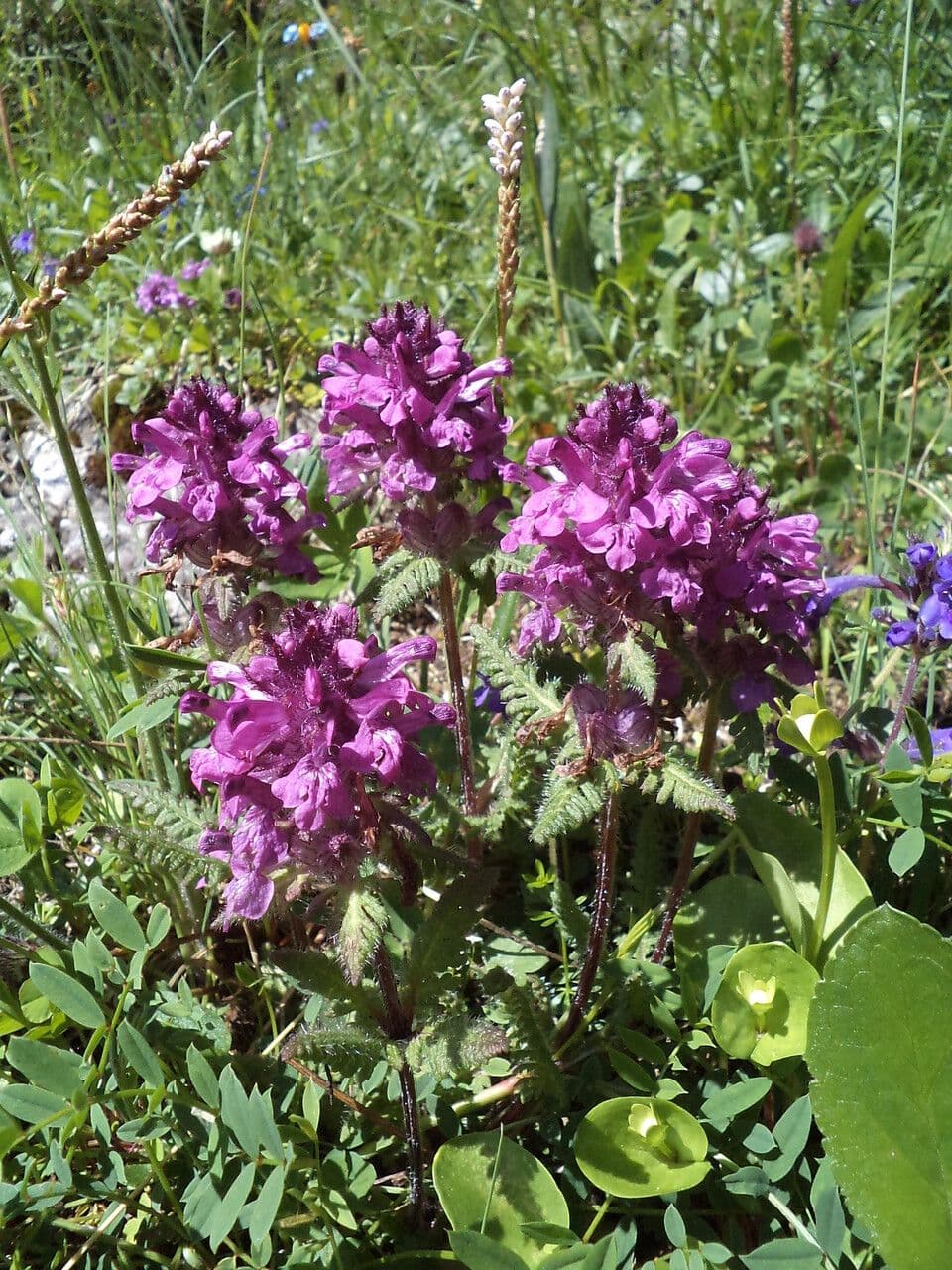 Pedicolare verticillata 23