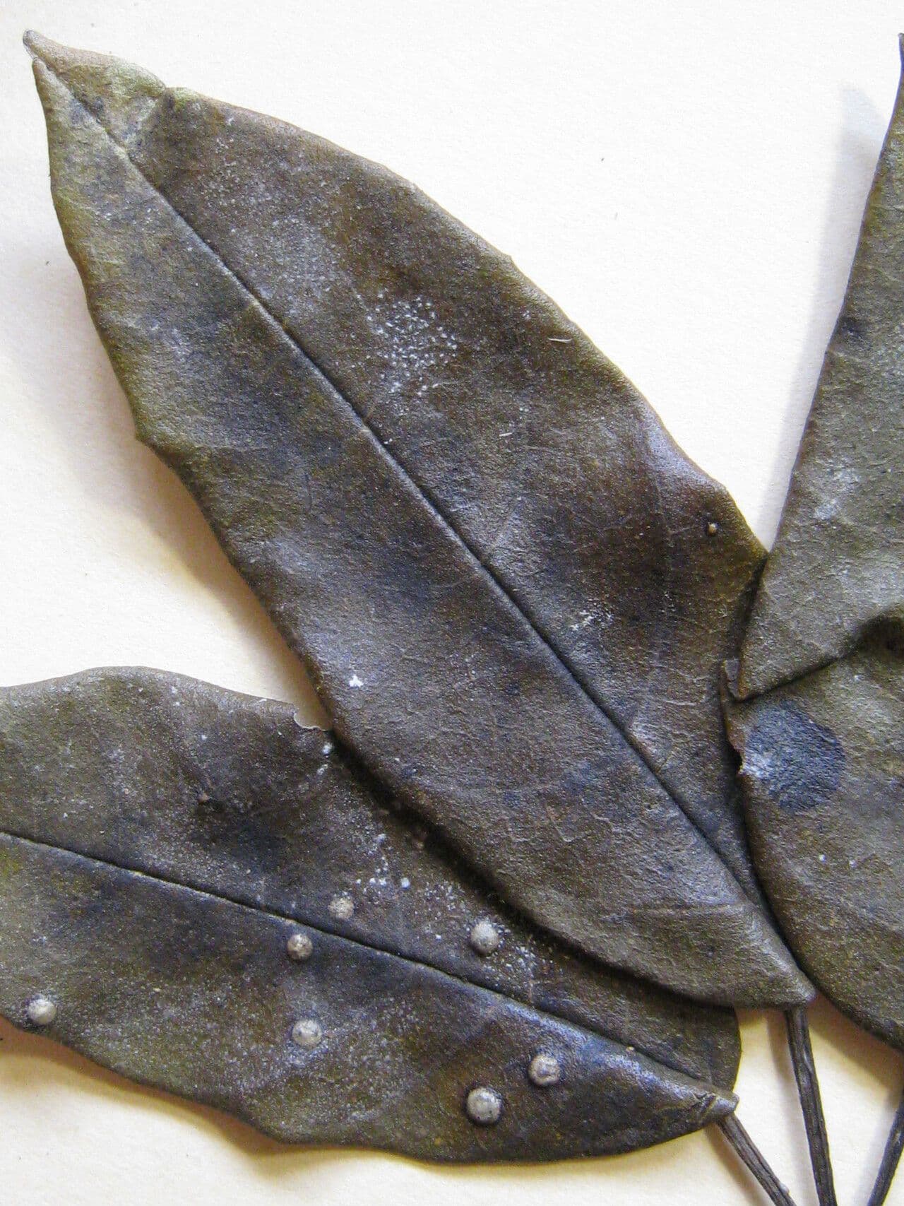 Handroanthus