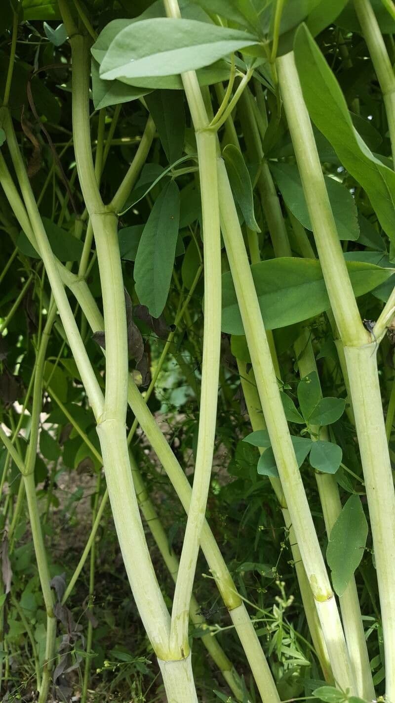 Baptisia 21