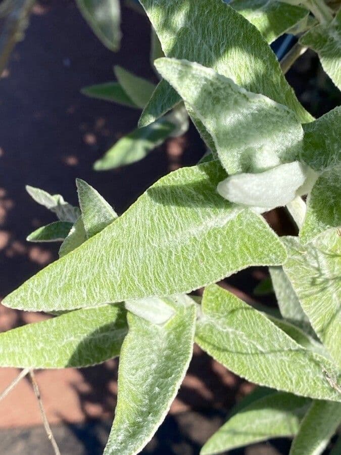 Salvia 11