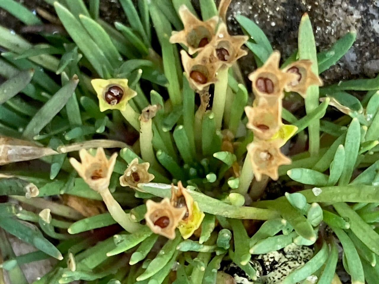 Lysipomia