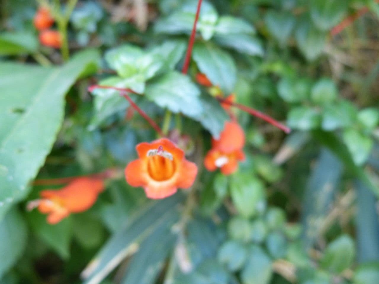 Mitraria 3