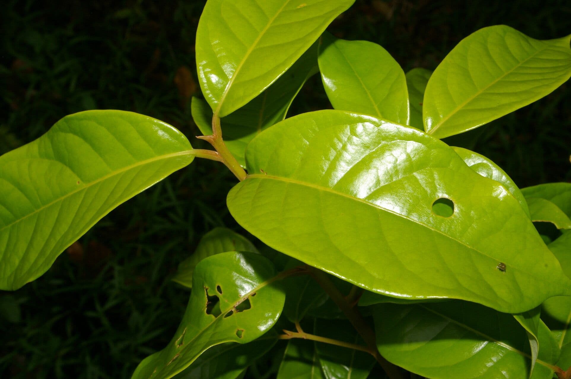 Aniba 6