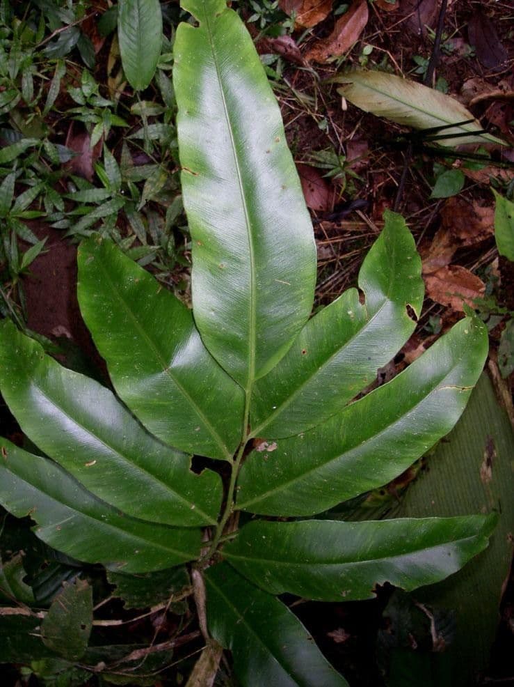 Olfersia 4