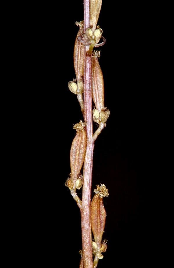 Giuncastrello palustre 20