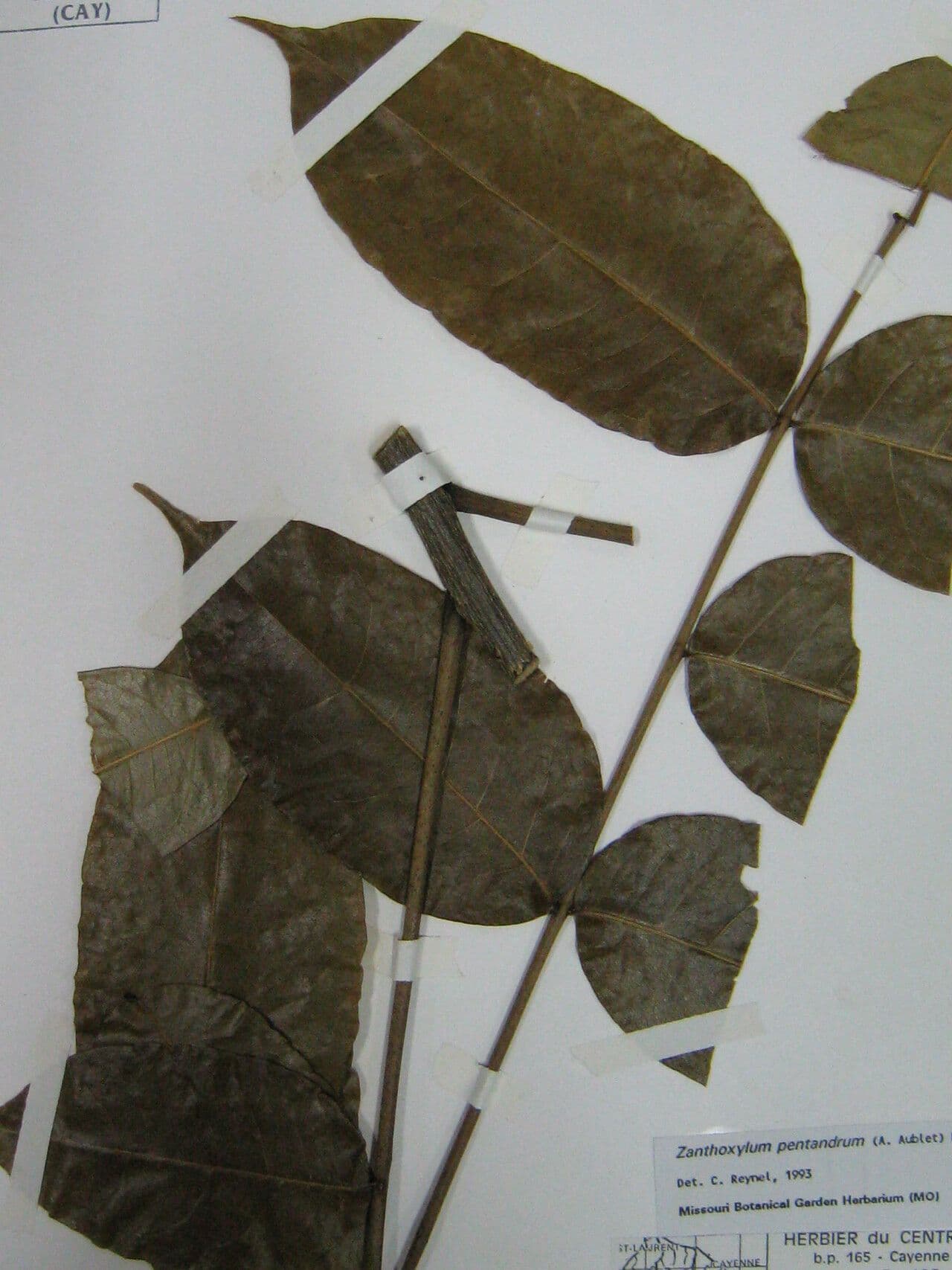 Zanthoxylum 4