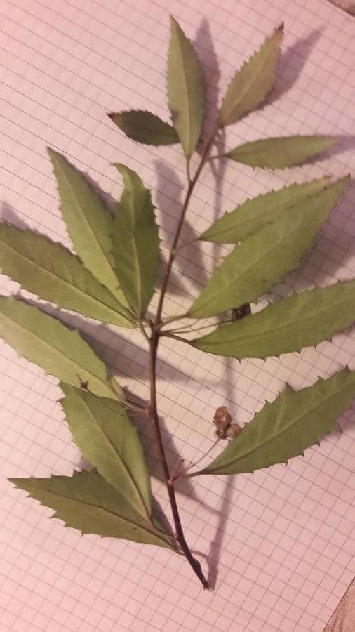 Schmalblättrige Spitzenrinde 6