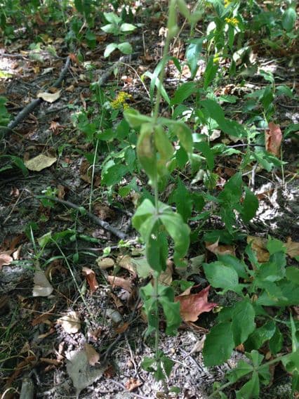 Silene stellata 7