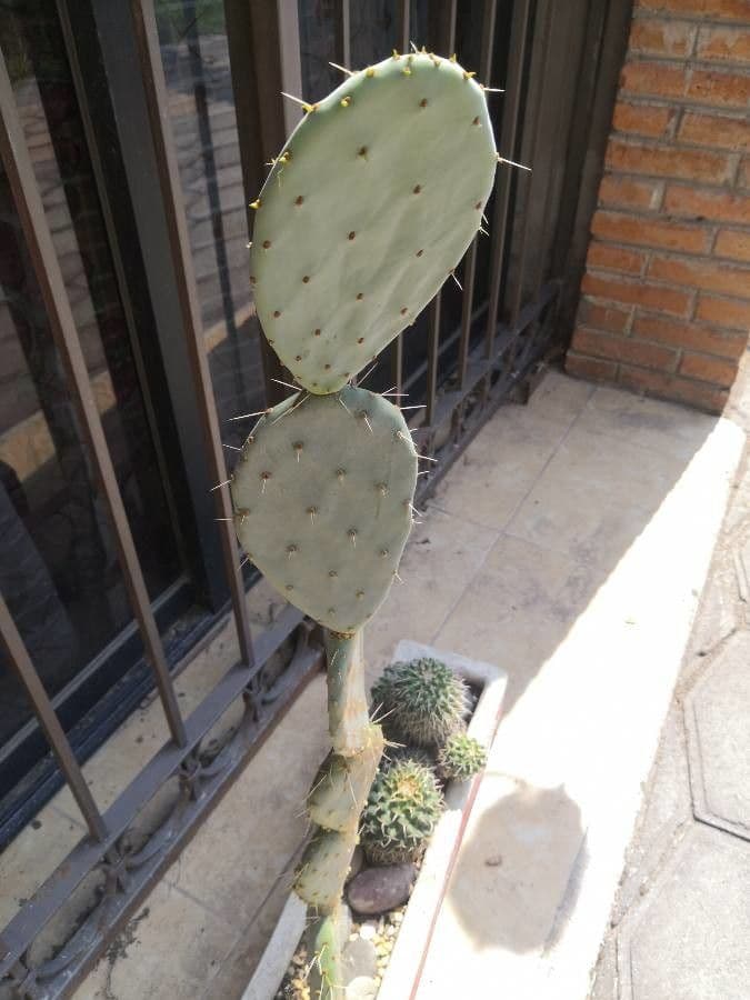 Nopal de espinas marrones 19