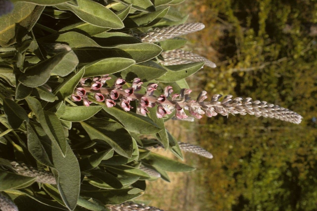 Lupino 3