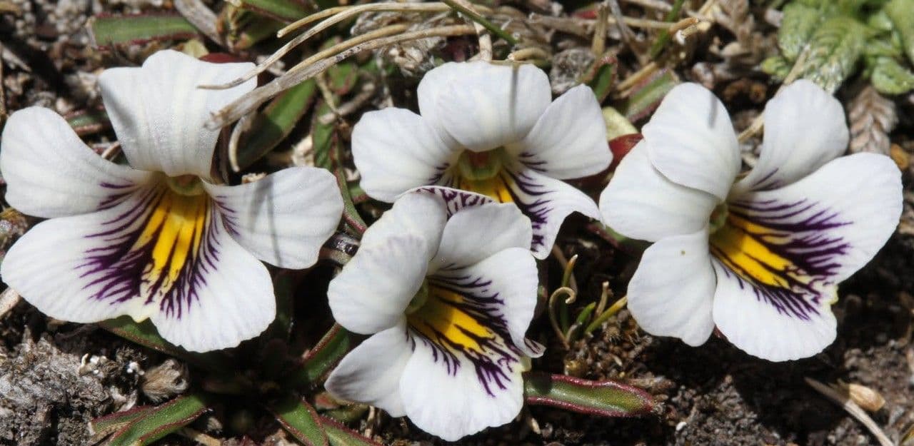 Veilchen 5