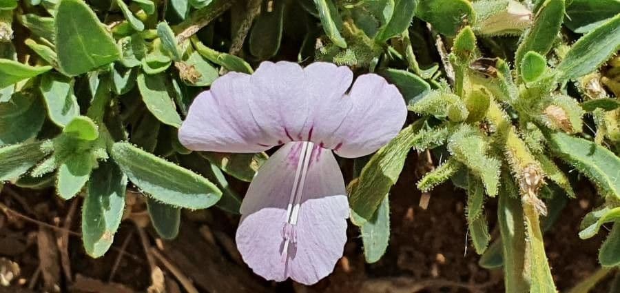 Barleria argentea 5