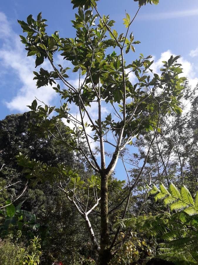 Genipapo-Baum 13