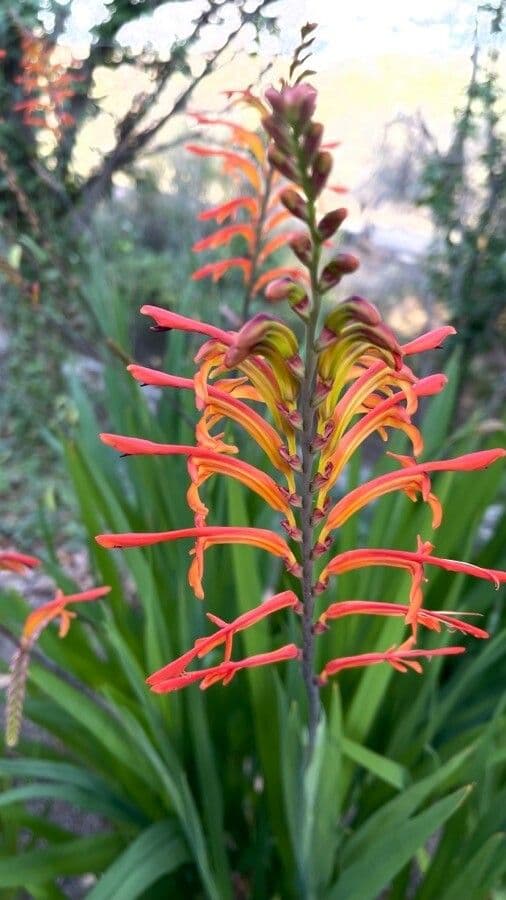 Chasmanthe aethiopica 9