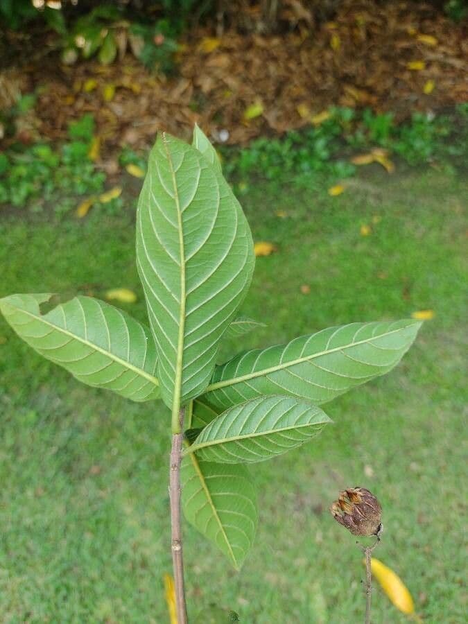 Physocalymma 10