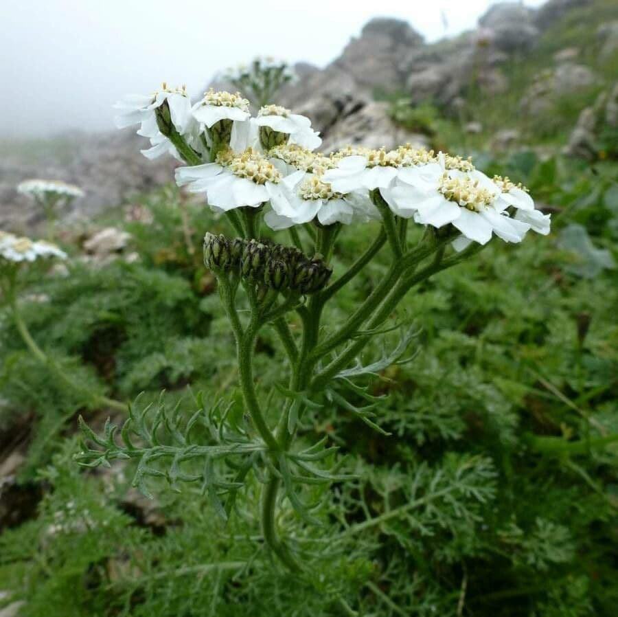 Achillea di Clusio 2