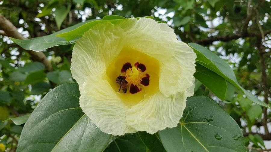 Pappelblättrige Hibiskus 9