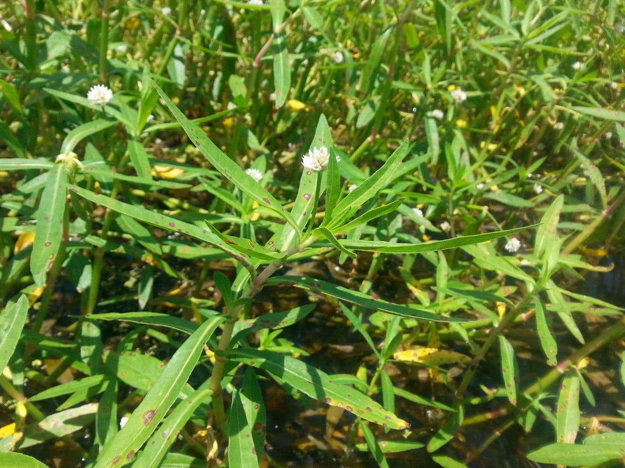 Erba alligatore 6