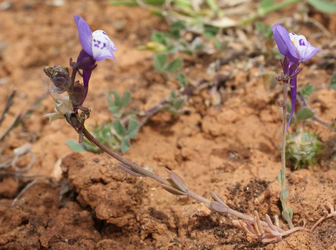 Linaria ametista 11