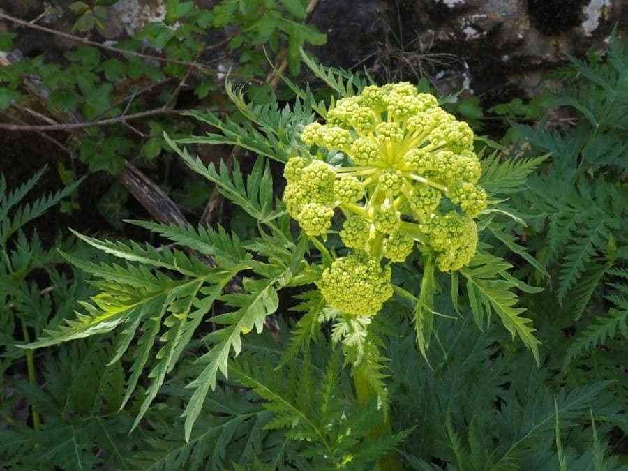 Molopospermum 10