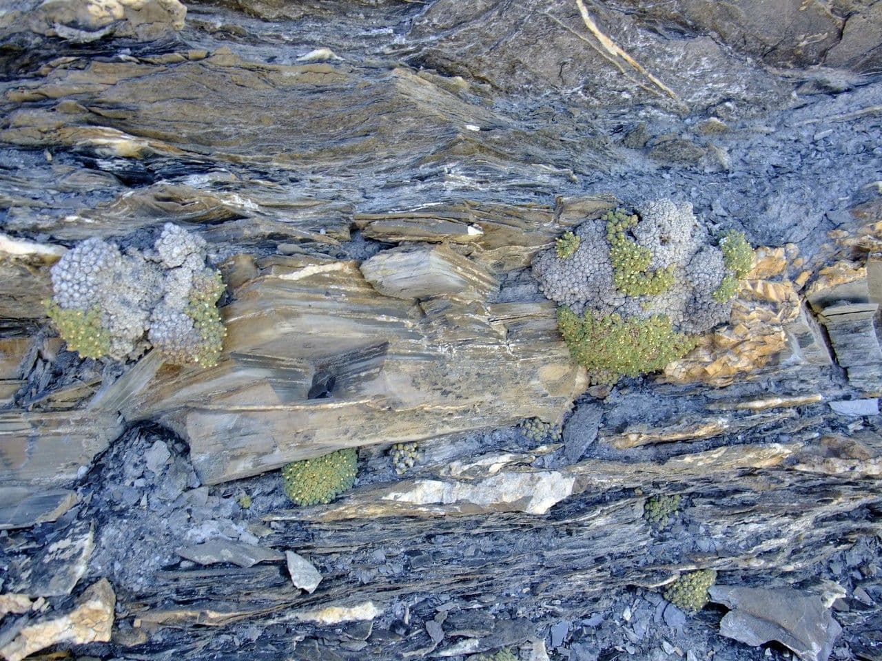 Schweizer Felsenblümchen 6