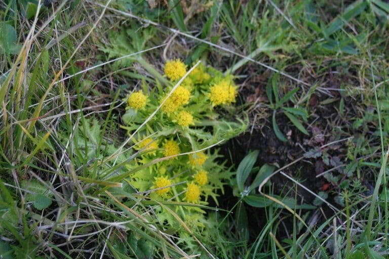 Sanicula arctoide 8