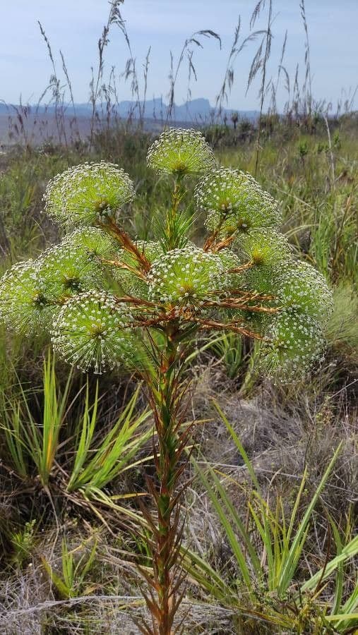 Paepalanthus 7