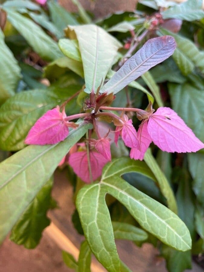 Dalechampia 2