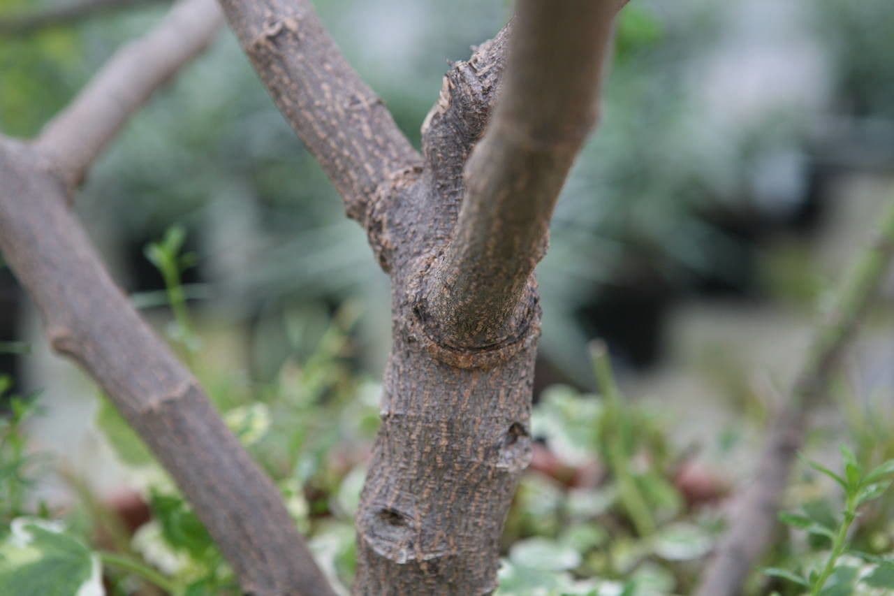 Senna didymobotrya 25