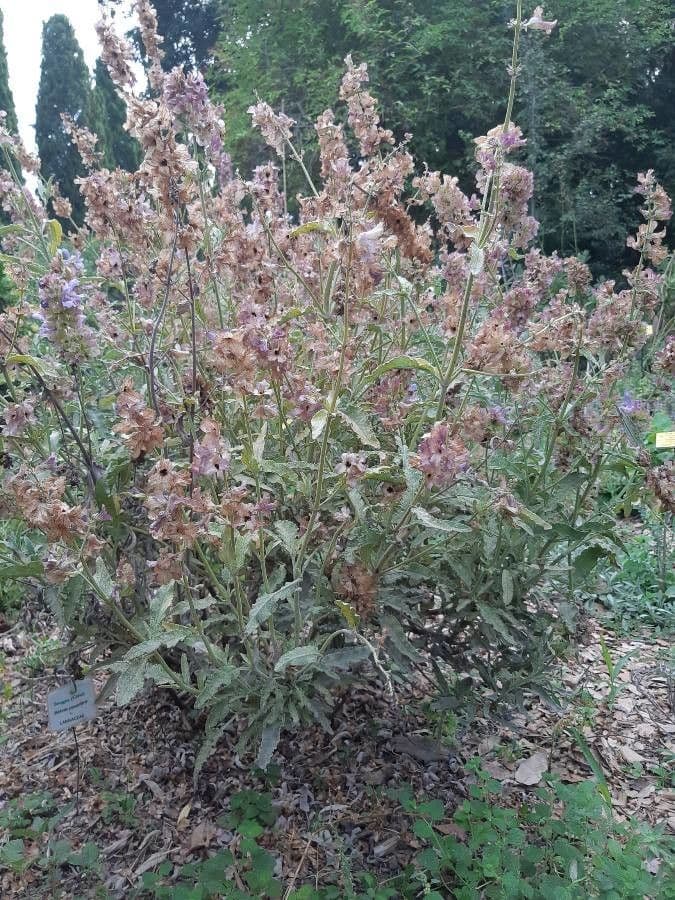 Salvia 11