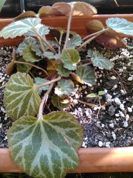 Sassifraga stolonifera 21