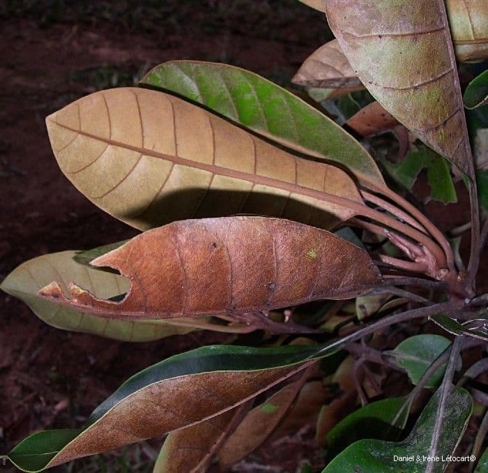 Planchonella 4