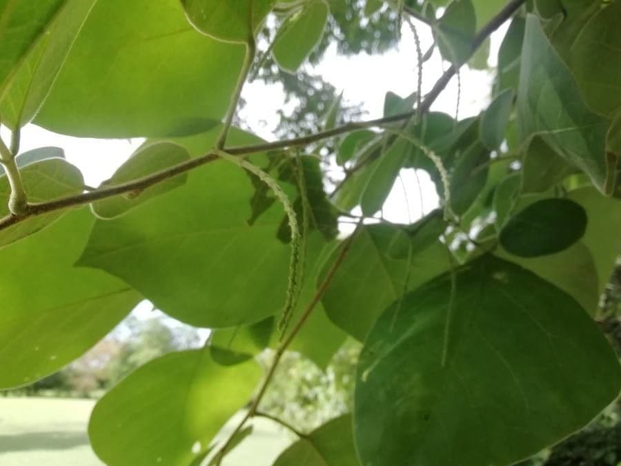 Lonchocarpus 5