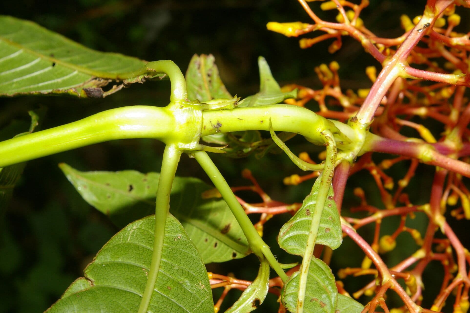 Palicourea padifolia