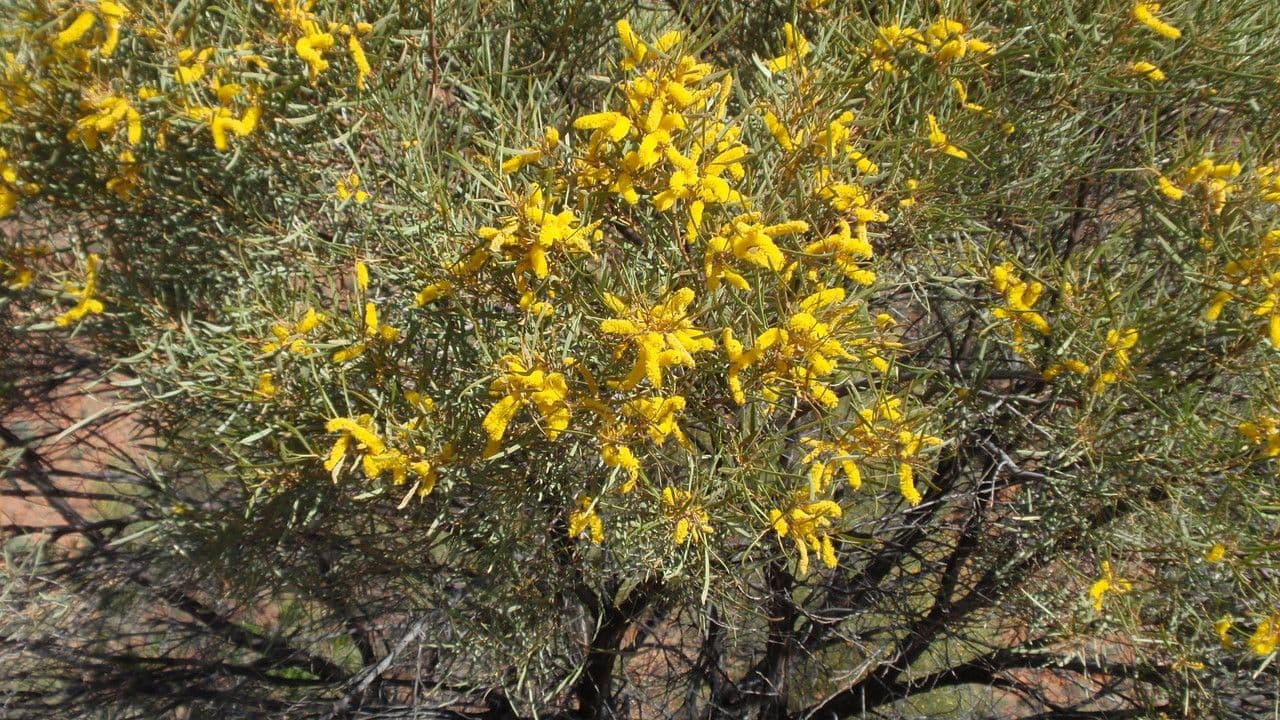 Acacia ligulata 3