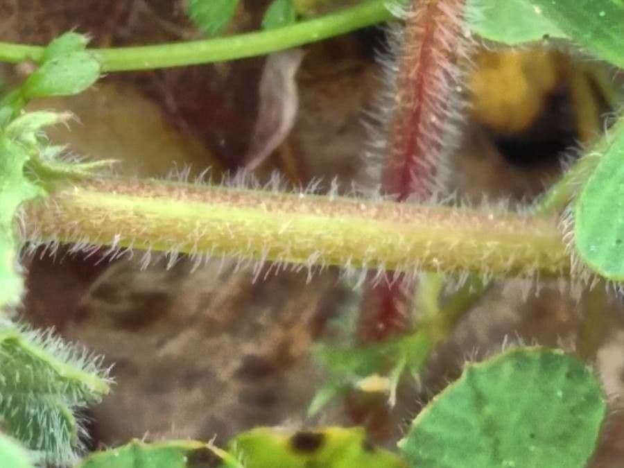 Erba medica minima 22