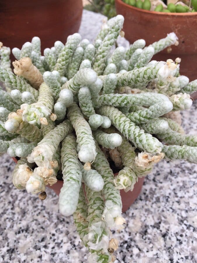 Anacampseros 8
