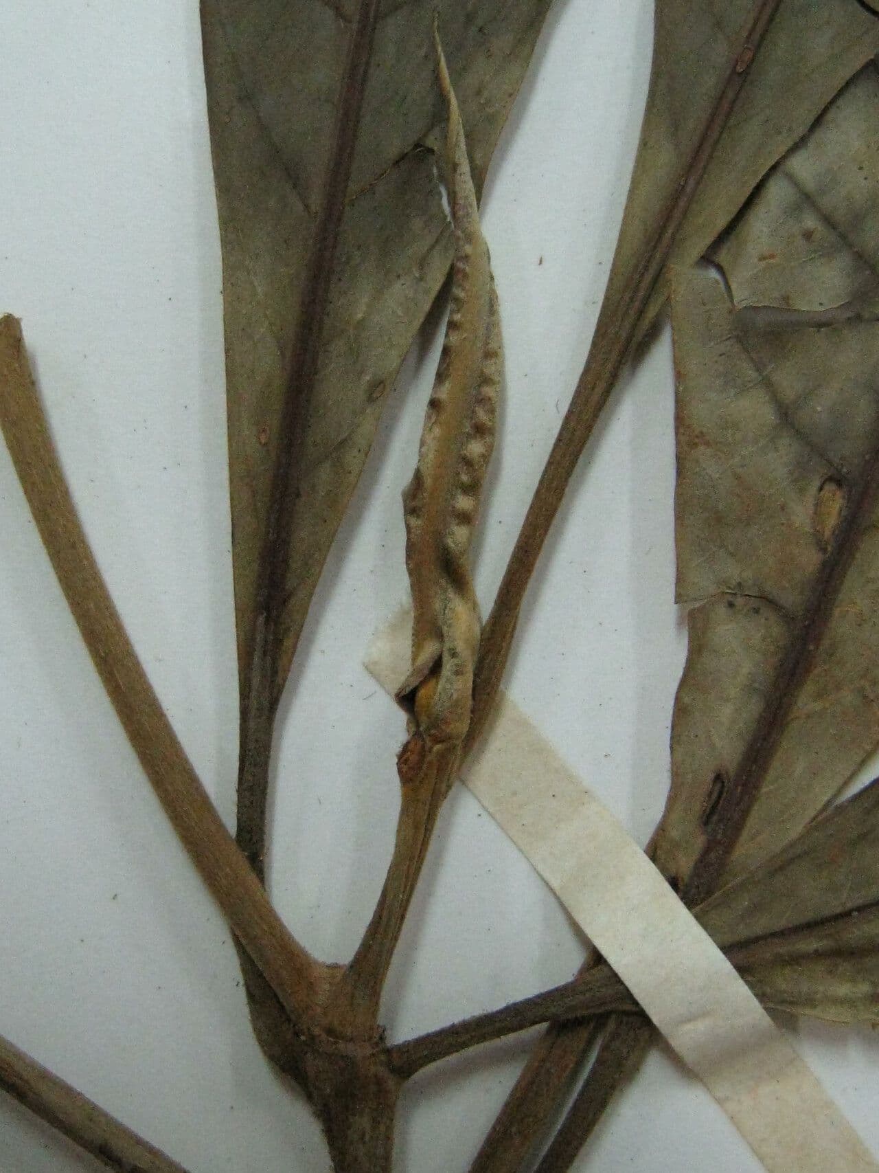 Chimarrhis