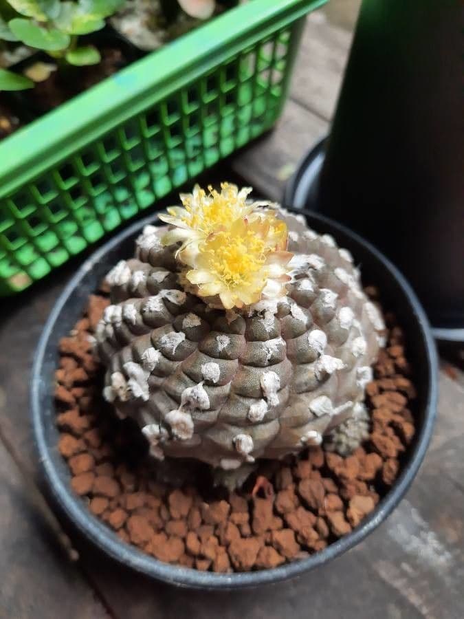 Copiapoa 3